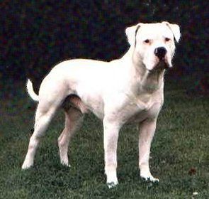 ambulldog.jpg